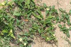 Malvastrum coromandelianum